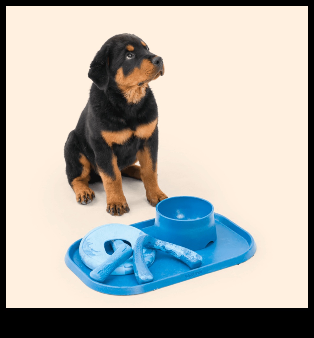 Ķepas un rotaļu dāvanas četrkājainajiem draugiem 1 Paws and Play: dāvanas četrkājainajiem draugiem